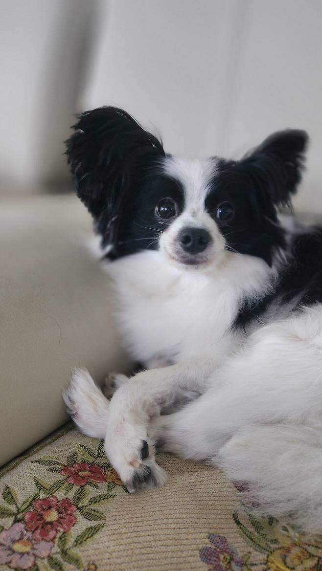 우리집 강아지 좀 봐주십시오