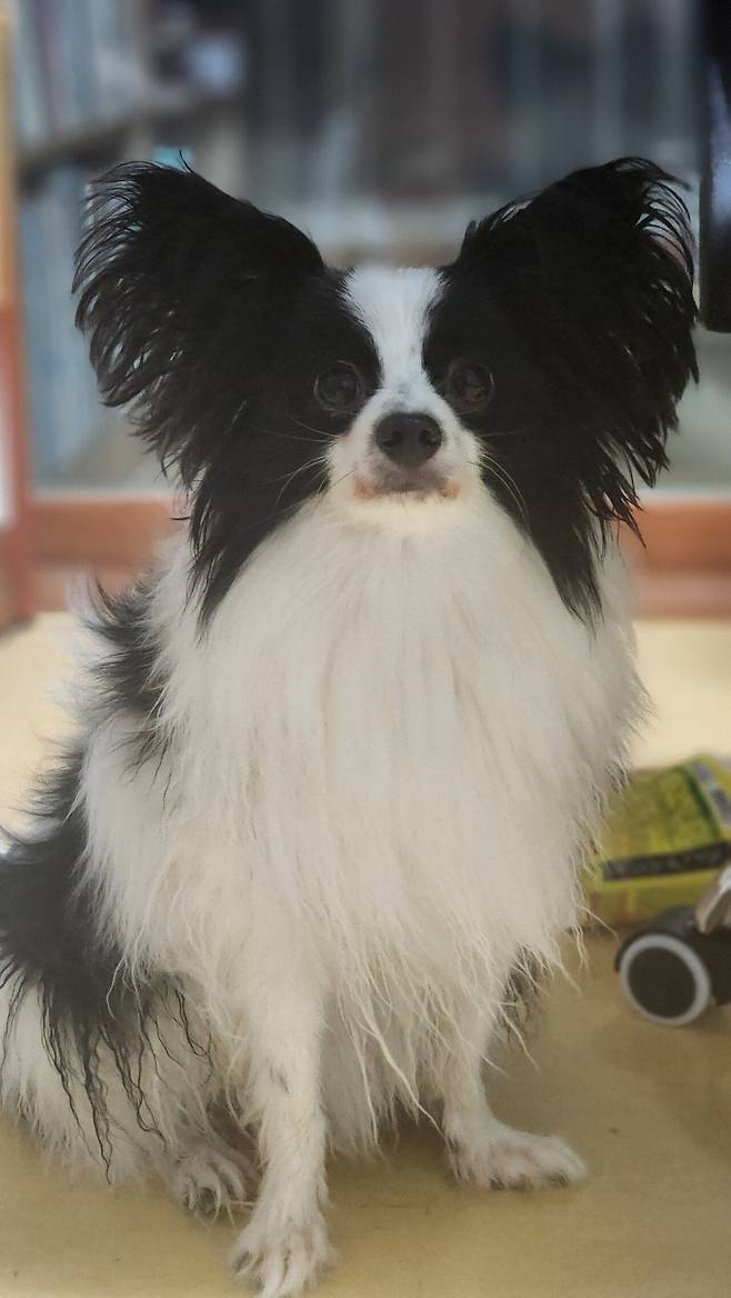 우리집 강아지 좀 봐주십시오