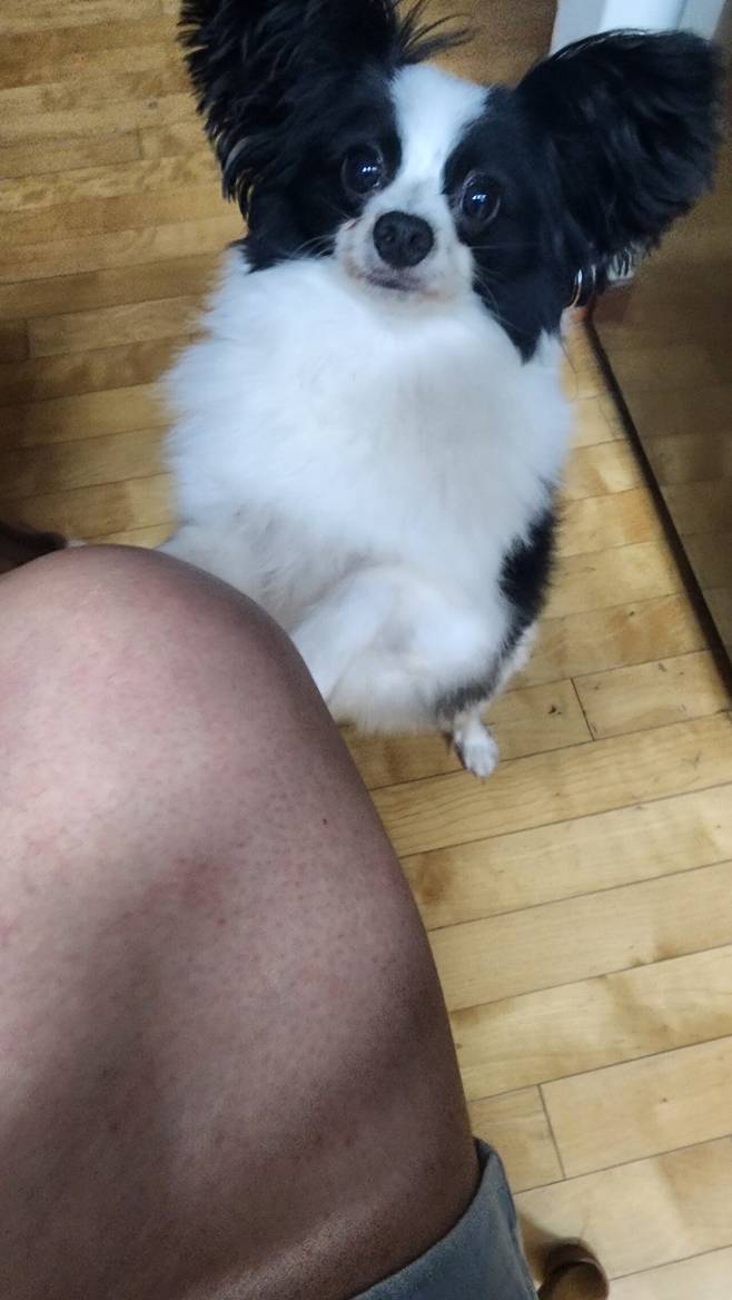 우리집 강아지 좀 봐주십시오