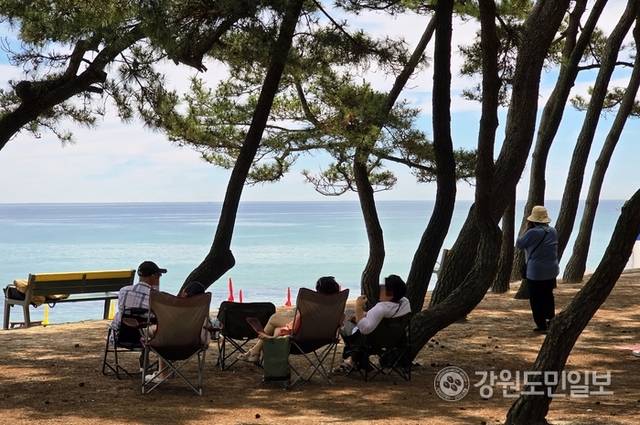 ▲ 23일 낮 기온이 35도를 웃돌자, 강릉 송정해변을 찾은 피서객들이 해수욕보다 송림 그늘에 모여 여름을 즐기고 있다. 황선우 기자