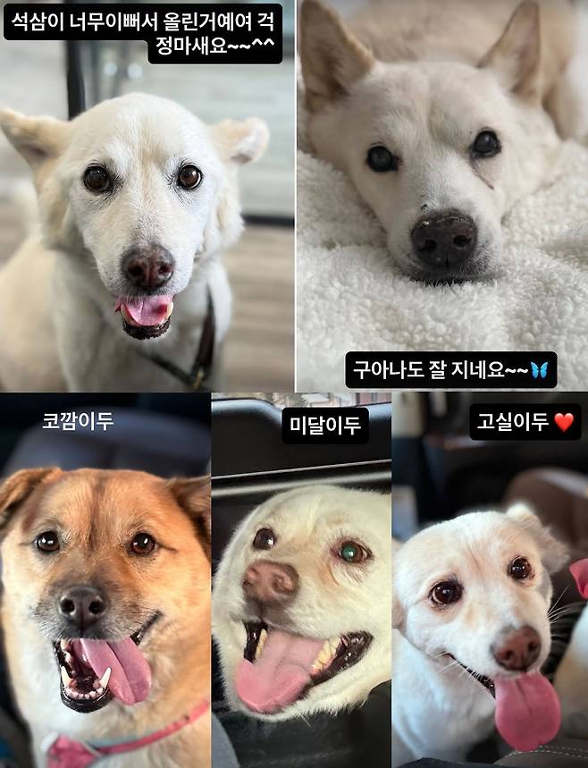 가수 이효리가 암 투병을 알렸던 반려견의 안부를 묻는 팬들에게 다급히 해명했다. /사진=이효리 인스타그램