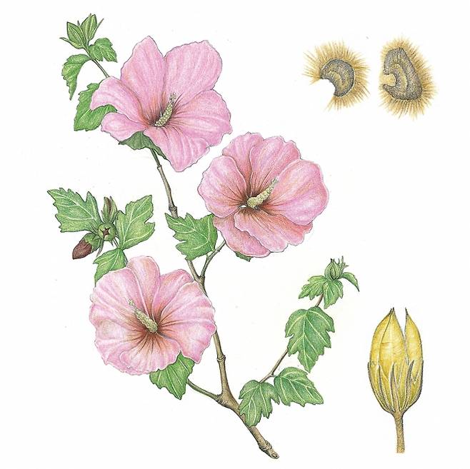 무궁화는 오전에 꽃이 피고 오후에 꽃이 지기를 한여름 내내 반복한다.