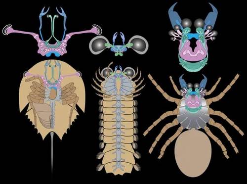 투구게(왼쪽)와 몰리소니아 화석(가운데), 현대 거미의 뇌 비교 5억년 전 해양 절지동물 몰리소니아 시메트리카(Mollisonia symmetrica. 가운데)의 화석화된 뇌 분석 결과, 세 가지 뇌 영역(녹색, 자홍색, 파란색) 조직이 현대 투구게(왼쪽)보다는 현대 거미의 뇌 배열과 매우 유사한 것으로 나타났다. [Nick Strausfeld 제공. 재판매 및 DB 금지]