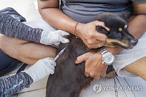 인도네시아 발리서 광견병 예방접종 맞는 개 [EPA 연합뉴스. 재판매 및 DB 금지]