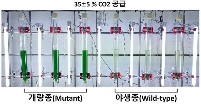 개량된 클로렐라 소로키니아나 KGH2-7와 야생종에 고농도 이산화탄소를 공급하는 모습. [국립낙동강생물자원관 제공. 재판매 및 DB 금지]