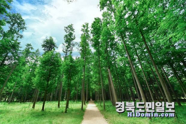 영덕군 영해면 벌영리 피톤치드 가득한 평화와 치유의 메타세콰이어 숲길. 사진=영덕군 제공