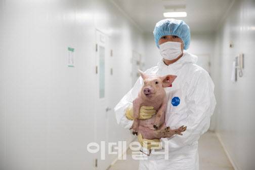 옵티팜 연구원이 옵티팜이 생산한 다중형질전환돼지를 안고 있다. (사진=옵티팜)