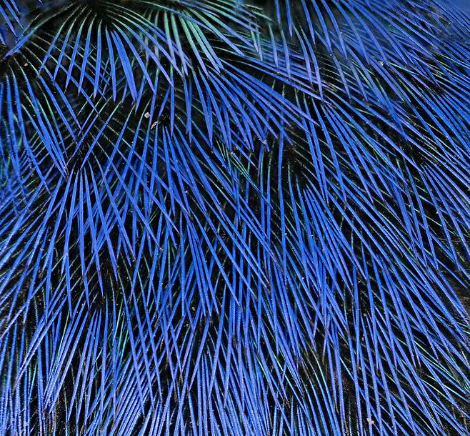 붉은목 풍금조(Tangara cyanocephala) 머리 부분의 파란색 깃털. 밑에 있는 검은색 깃털 덕분에 더 진하게 보인다./미 프린스턴대