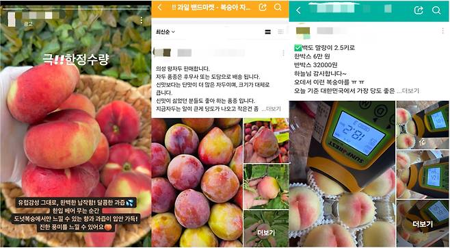 24일 산지(과수원)에서 운영하는 계정에서 올린 납작복숭아 광고(왼쪽). 과수원을 운영하는 사장들이 모인 밴드(BAND) 등에 올라온 복숭아 출시 관련 공지. /인스타그램 캡처·독자 제공 갈무리