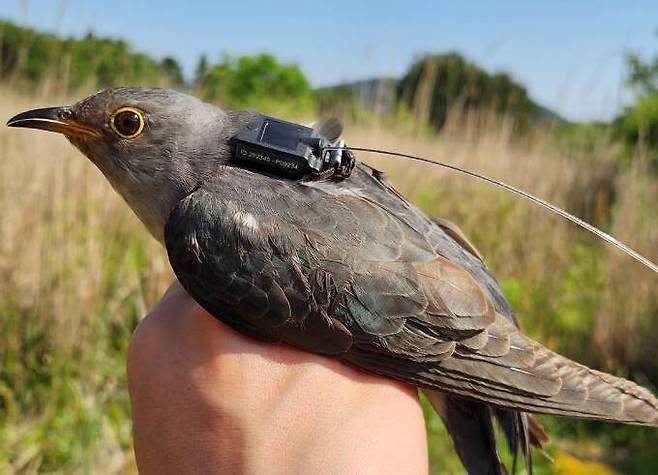 우리나라에서 번식하고 아프리카에서 월동하는 여름철새 두견이의 총 2만7340㎞에 이르는 이동 경로가 세계 최초로 확인됐다. 사진은 지난해 5월 제주시 조천읍 선흘리에서 위치추적 발신기를 부착한 두견이의 모습. 국립생물자원관 제공