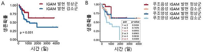 (A) IgA 성숙과 관련이 있는 유전자 모듈(IGAM)의 발현이 감소한 군에서 환자의 예후가 좋지 않은 것을 확인했다. (B) 특히, 푸조박테리아 양성 대장암에서 IGAM의 발현이 감소한 군에서 예후가 가장 좋지 않은 것으로 나타났다. /자료＝연구팀