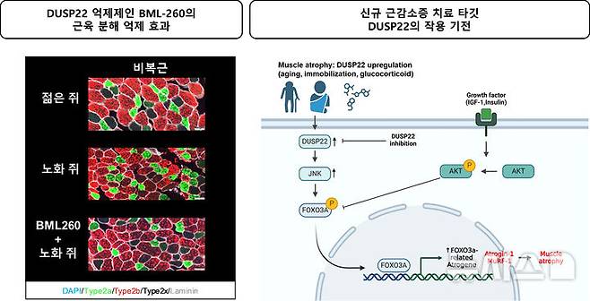 [광주=뉴시스] GIST 연구팀이 세계 최초로 발견한 '근육 회복 스위치' 역할 단백질 개념도. (그래픽=지스트 제공) photo2newsis.com *재판매 및 DB 금지