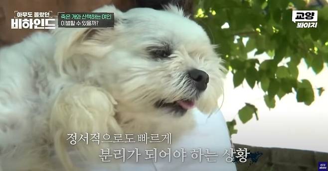 죽은 반려견을 품에 안고 매일 산책을 하는 여성의 사연이 공개됐다. 유튜브 채널 '교양 Voyage' 영상 캡처