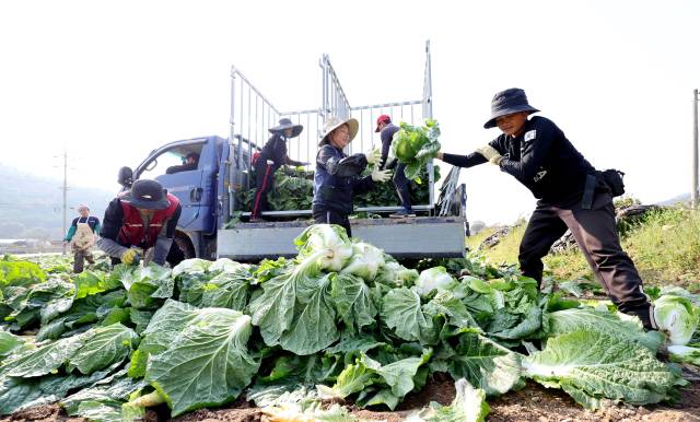 전남 해남군 북평면 앞 배추밭에서 농민들이 외국인 근로자들과 배추 수확을 하고 있다. 뉴스1