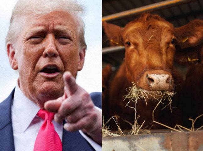 트럼프 미국 대통령과 한국소(사진=AFP, 게티이미지코리아)