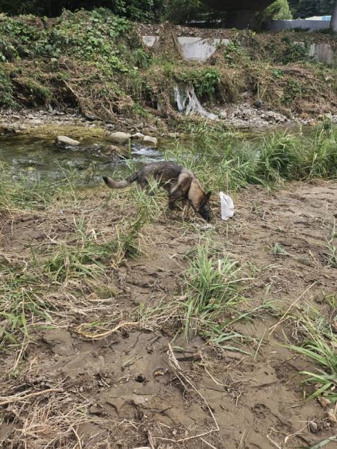 ▲ 강원도특수대응단 소속 119구조견이 24일 오전 9시 33분쯤 가평군 상면 덕현리 강변에서 가평군에서 실종된 것으로 추정되는 시신 1구를 찾았다. 119구조견의 수색 모습. 강원도소방본부 제공