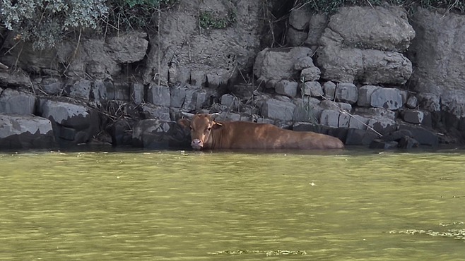 ▲ 진주에서 발견된 소 [연합뉴스]