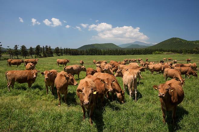 한국공항이 운영하는 제주 조천읍 교래리 제동목장의 한우 방목 장면. 연합뉴스