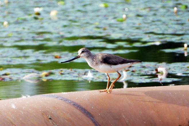 지난 23일 국립세종수목원에서 발견한 멸종위기 관심대상 뒷부리도요. 한국수목원정원관리원