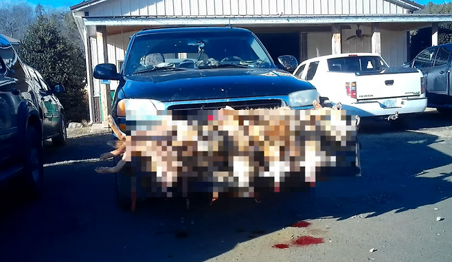 미국 야생동물 사냥대회에서 사살당한 코요테.[휴메인 월드 포 애니멀즈 홈페이지 갈무리]