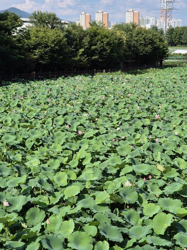 연분홍 물결이 출렁이는 반야월 연꽃단지와 생명의 숨결이 깃든 안심습지. 콘크리트 도심에서는 보기 드문 풍경이다. 권예인 인턴