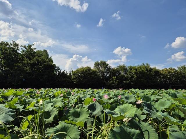 대구 지하철 1호선 각산역에서 내려 자전거를 빌려타고 가면 금방 도착하는 안심연꽃단지가 7월말에서 8월초까지 장관을 이룬다. 권예인 인턴