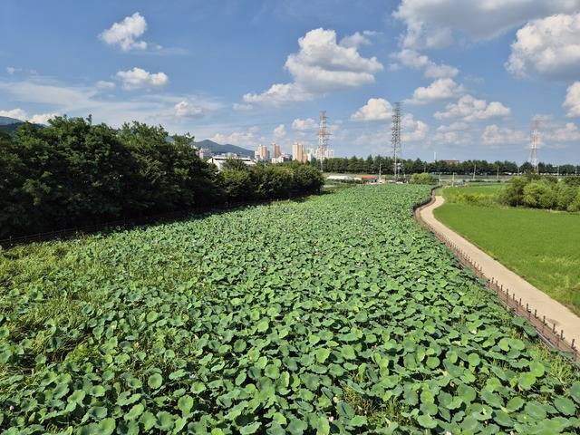 다 둘러보려면 3시간 걸리는 반야월 연꽃단지는 중간중간 쉼터가 조성돼 있어 걷는 재미를 더한다. 다만 햇볕을 피할 그늘이 적어 모자와 물, 간식은 필수다. 부채도 가져가면 좋을 듯하다. 권예인 인턴