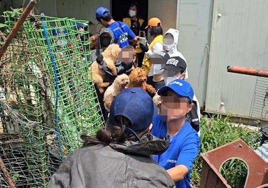 인천 강화도 번식장에서 개 300여마리가 구조됐다. 루시의 친구들