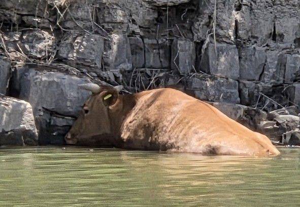'극한호우'로 산청군 단성면에서 진주까지 떠내려온 소 한 마리가 25일 실종자를 수색하던 경찰에 의해 구조됐다. 진주경찰서 제공