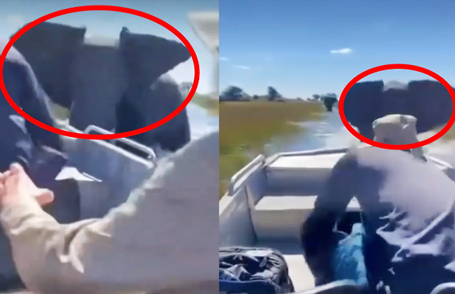 보츠와나 오카방고 델타에서 새끼를 보호하려다 분노한 어미 코끼리가 영국인 관광객들이 탑승한 투어 보트를 강하게 들이받은 사건이 발생했다. 페이스북 Wildfriends Africa 캡처