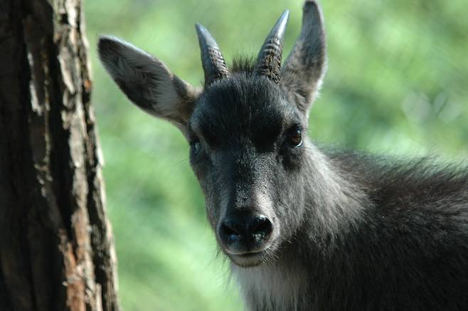 산양  [월악산국립공원사무소 제공. 재판매 및 DB 금지]