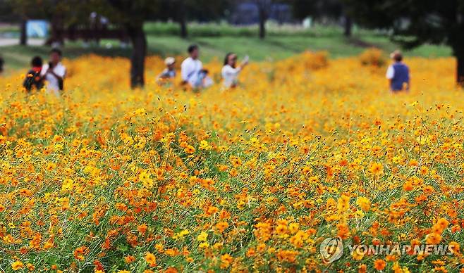 추분에 만나는 코스모스 (여주=연합뉴스) 홍기원 기자 = 절기상 추분인 22일 경기도 여주시 당남리섬을 찾은 시민들이 활짝 핀 황화 코스모스를 감상하고 있다. 2024.9.22 xanadu@yna.co.kr