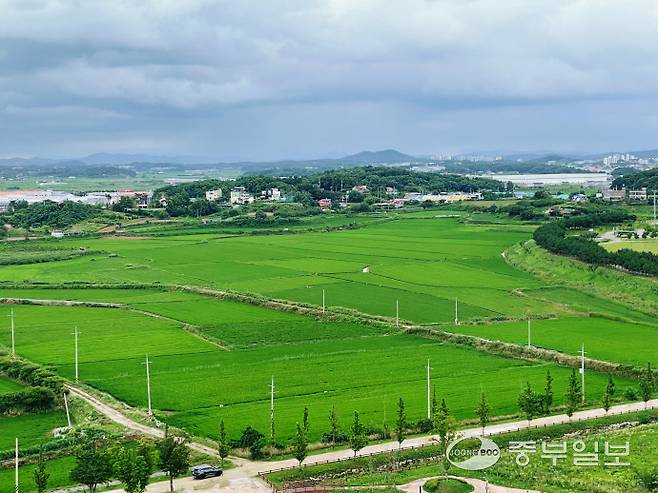 지난 27일 화성시 우정읍 매향리 인근에 수향미가 자라고 있다. 김이래 기자