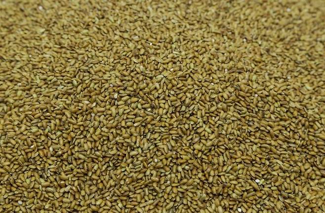 잇따른 이상 고온, 폭우 등 기후 변화로 인해 작황이 나빠지면서 국내 쌀 소매가가 급등하고 있다. 게티이미지