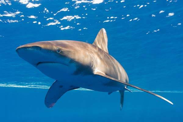 해수욕장에 상어와 해파리가 자주 출몰하고 있다./사진=클립아트코리아