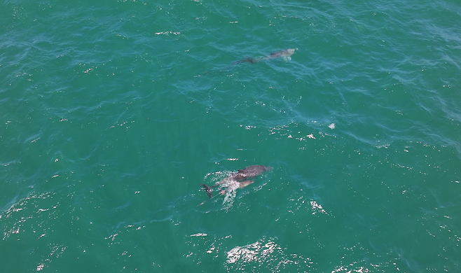 어미와 함께 유영 중인 새끼 남방큰돌고래. (위쪽이 어미, 아래가 새끼. 다큐제주 제공)