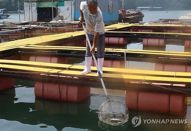 폐사한 우럭 건져내는 어민. [사진 = 연합뉴스]
