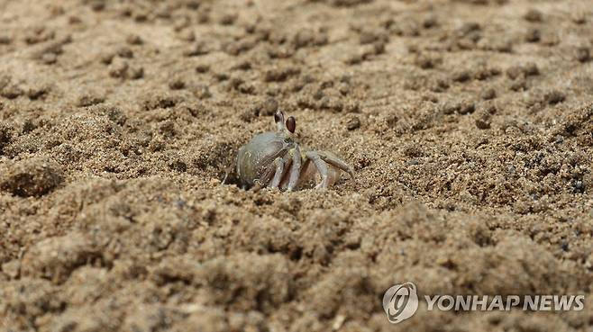 제주 해안사구의 달랑게 [제주환경운동연합 제공. 재판매 및 DB 금지]