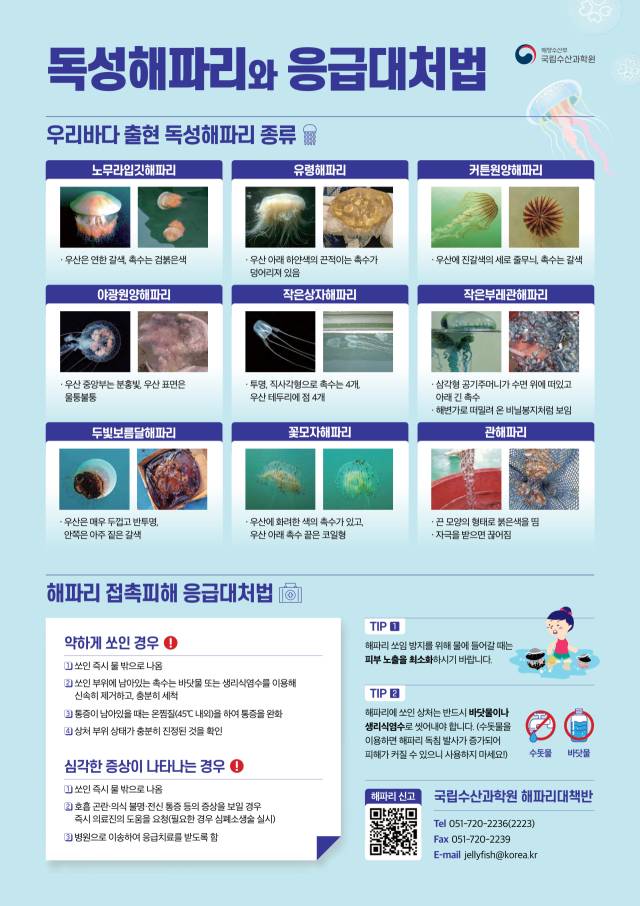 독성해파리와 응급대처법. 해수부 제공