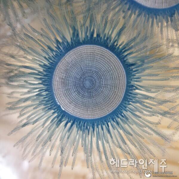 제주 해안에 자주 출몰하는 '푸른우산관해파리'. (사진=국립수산과학원)