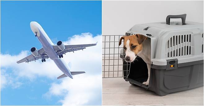 비행기 화물칸에 반려동물 운송 안전 수칙에 대한 경각심이 높아지고 있다(사진은 기사 내용과 무관함, 이미지투데이). ⓒ 뉴스1