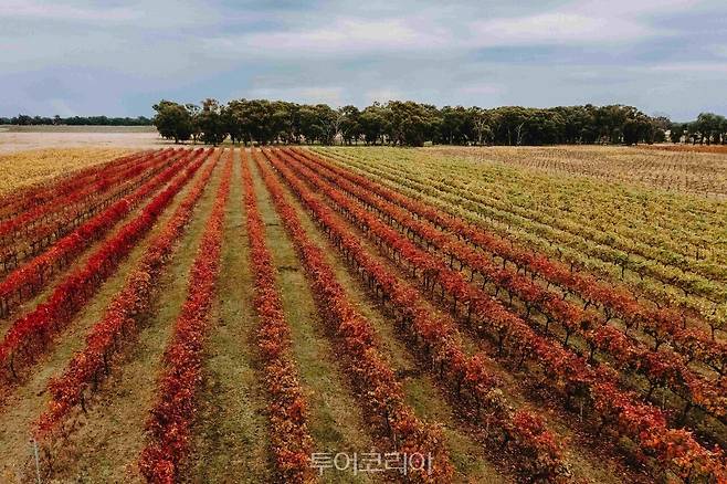 &nbsp;빅토리아 루더글랜 '다크 사이드 오브 와인'/ 사진출처 – 호주관광청&nbsp;