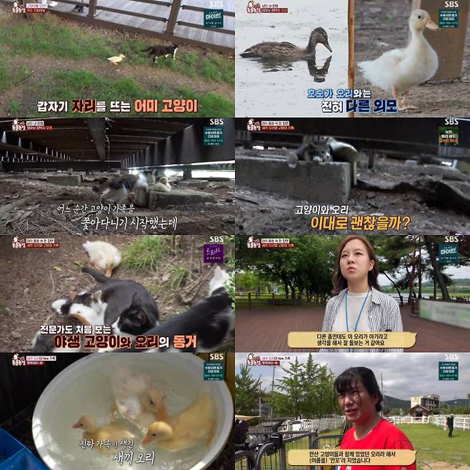 ‘TV동물농장’ 고양이 엄마 품에 안긴 아기 오리…최고 5.6%