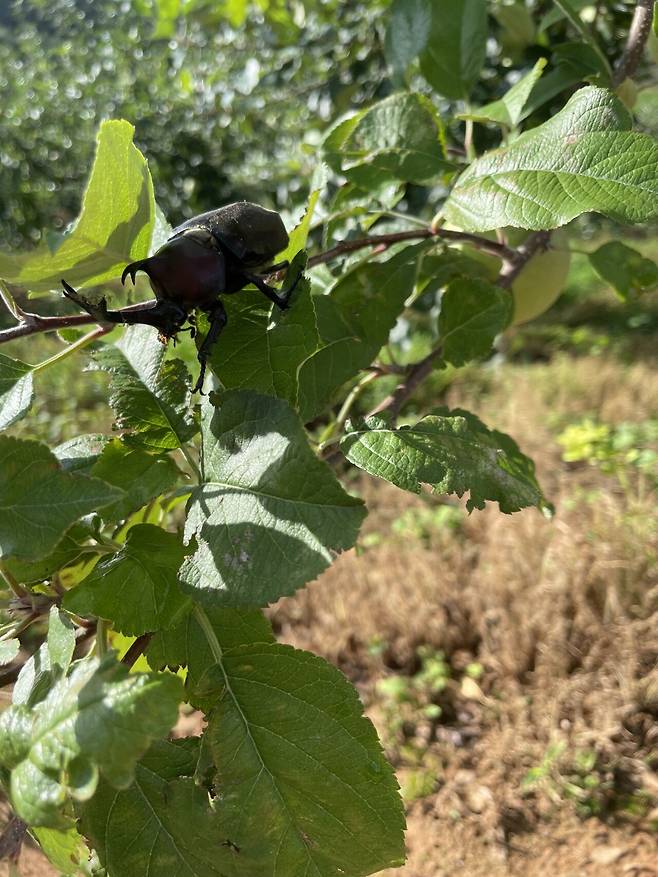 IMG_1518.jpeg 장수풍뎅이 주워서 풀어 줌