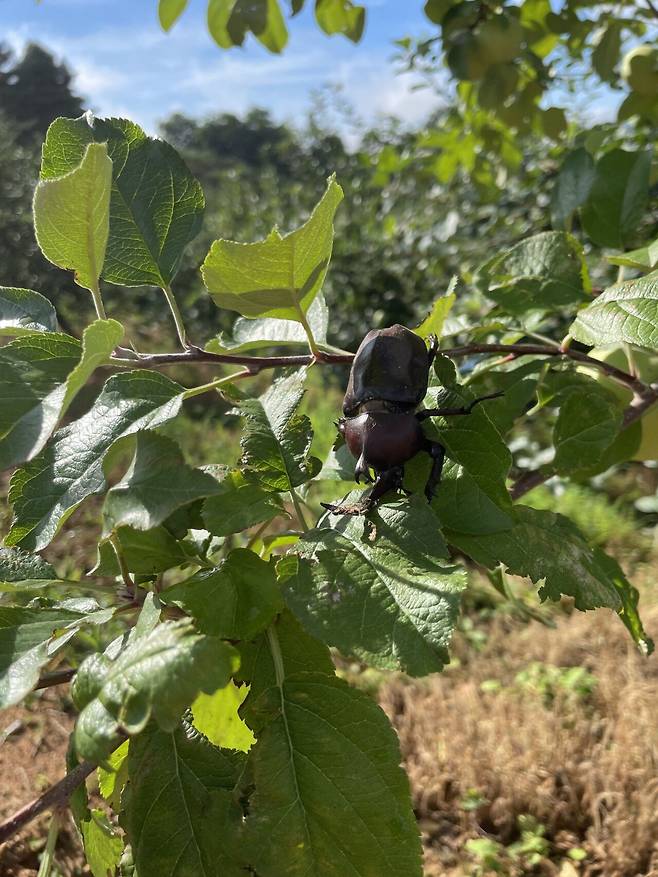 IMG_1519.jpeg 장수풍뎅이 주워서 풀어 줌