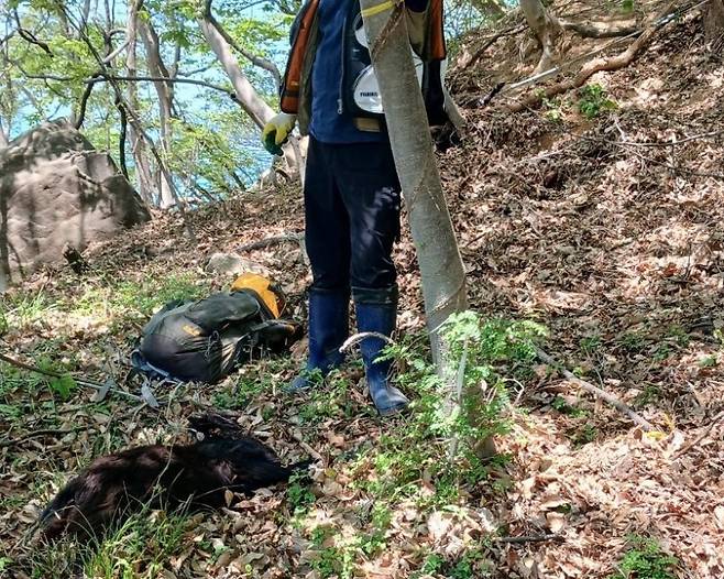 부산의 한 야산에서 방목 흑염소 14마리를 상습적으로 포획, 도축한 일당이 경찰에 붙잡혔다. (사진=부산 강서경찰서 제공) 2025.07.28. /사진=뉴시스