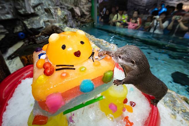 서울 송파구 롯데월드 아쿠아리움에서 작은발톱수달이 꽁꽁 얼린 과일 특식을 꺼내 먹고 있다. 사진 롯데월드