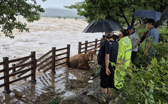 지난 19일 오후 경남 산청군 신안면 하정리 양천강으로 떠내려 온 소를 마을 주민들이 건져내려 준비하고 있다. 안대훈 기자