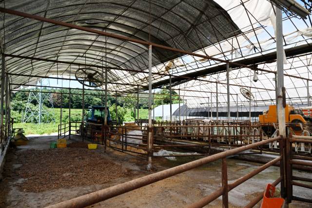 ▲ 최근 소비침체와 폭염, 관세위협까지 겹치며 강원 한우농가에 어려움이 가중되고 있다. 27일 소사육을 포기한 춘천의 한 한우농가 우사가 텅 비어 있다.  김정호 기자