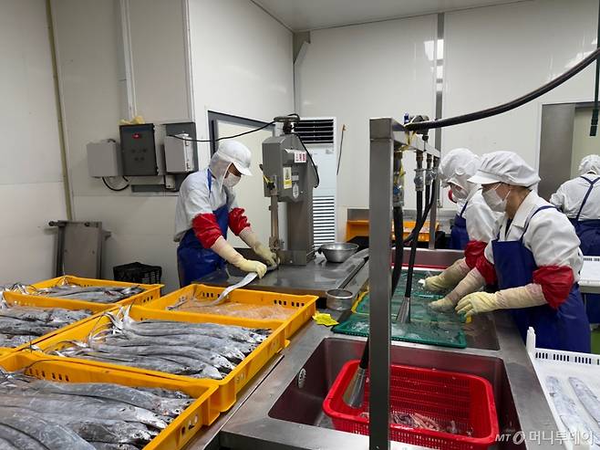 제주시 외도일동에 위치한 창해수산 작업장에서 직원들이 경매장에서 낙찰받은 갈치를 손질하고 있다./사진=김민우 기자